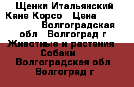 Щенки Итальянский Кане Корсо › Цена ­ 35000-40000 - Волгоградская обл., Волгоград г. Животные и растения » Собаки   . Волгоградская обл.,Волгоград г.